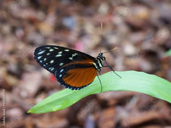 Fototapeta Passionsblumenfalter, Schmetterling in der Seitenansicht sitzt auf einem Blatt, Lycorea ceres, Longwing butterfly, Familie der Ithomiidae