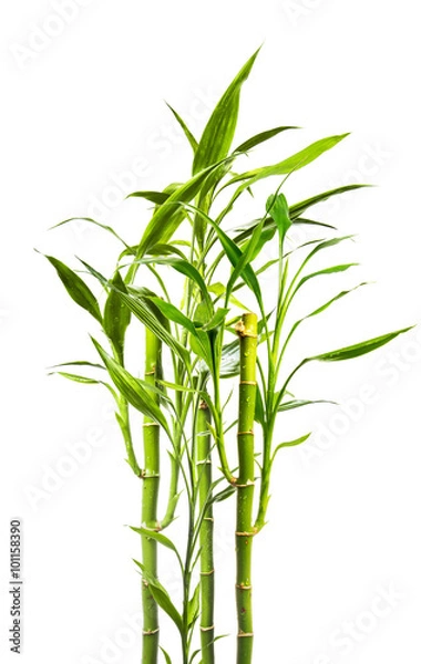 Fototapeta młode rośliny bambusa na białym tle