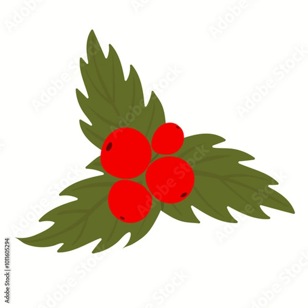 Obraz Holly berry icon, mistletoe leaves and berries, Christmas symbol on white background. Bright fruits on green leaves. Print for postcards, presentations. Vector illustration, hand drawn