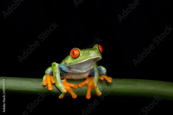 Obraz Tree Frog Sitting on Stem