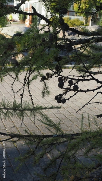 Obraz Сones on the branches