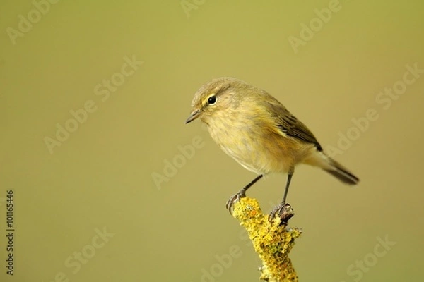 Obraz Phylloscopus collybita