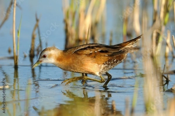 Obraz crake (Porzana parva)