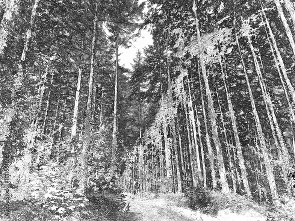 Fototapeta Deep in the forest, trees, branches and leaves natural background, in the woods pencil drawn sketch