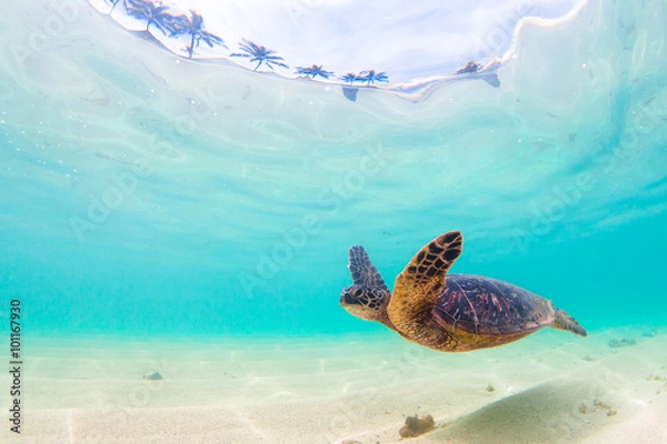 Fototapeta Zagrożone hawajskie żółwie zielone rejsy po ciepłych wodach Oceanu Spokojnego na Hawajach