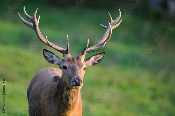 Obraz Cervo nobile (Cervus elaphus) 