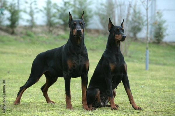 Obraz Couple de Dobermann montant la garde