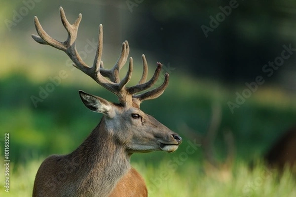 Obraz Cervo nobile (Cervus elaphus) 