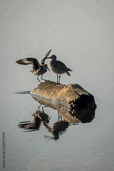 Fototapeta bird on the water