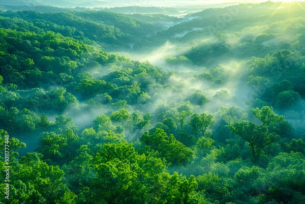 Fototapeta Enchanting fog rolling through a dense forest.