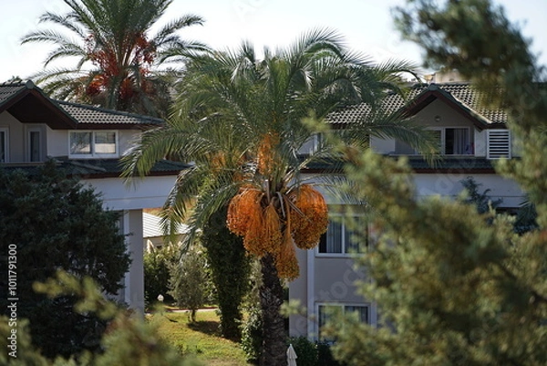 Obraz palma daktylowa