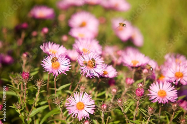 Obraz Autumn flowers with bee