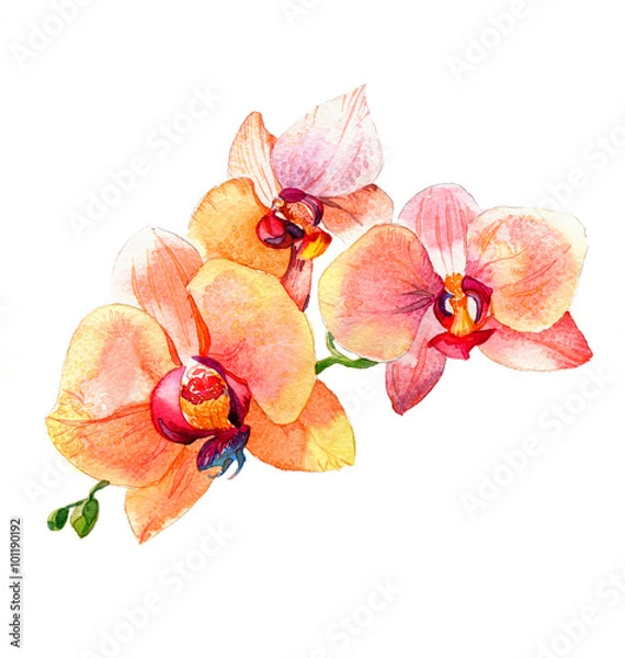 Fototapeta Nowy widok akwareli orchidei Ręcznie rysowany dla pocztówki na białym tle