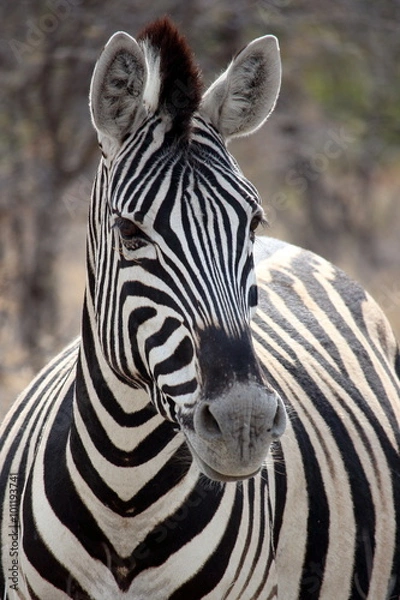 Obraz Zebra Portrait in Etosha, Namibia