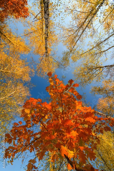 Fototapeta Looking up at a stunning autumn canopy with vibrant orange maple leaves in the foreground and golden birch leaves surrounding, set against a clear blue sky.