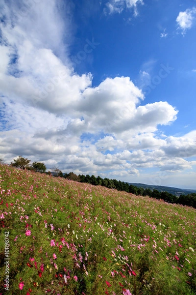 Fototapeta コスモス畑＠長崎県諫早市白木峰