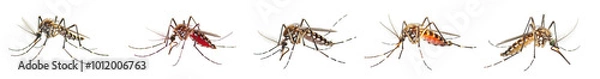 Fototapeta  Close-up of mosquito in studio light, side view, isolated on transparent background, generative AI.