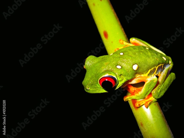 Obraz red eyed tree frog sitting on a twig