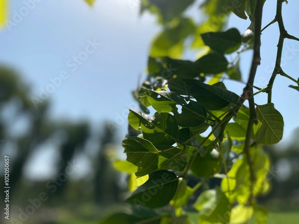 Fototapeta green leaves on a branch