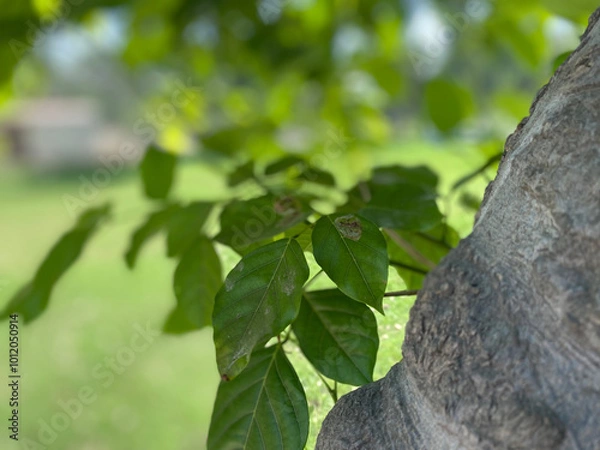 Fototapeta leaves on a tree