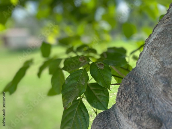 Fototapeta leaves on a tree