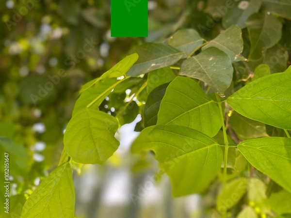 Fototapeta green leaves on a branch