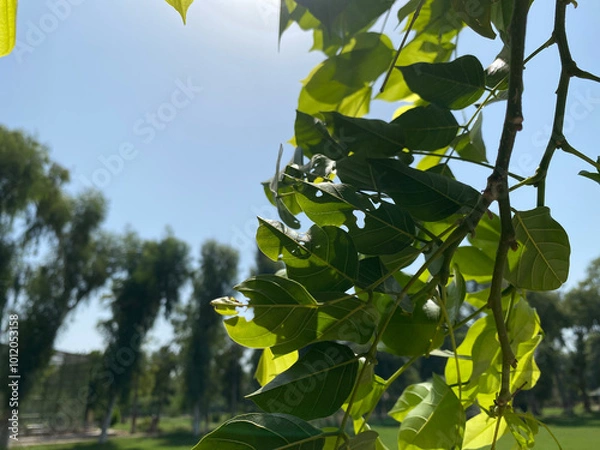 Fototapeta green leaves on a branch