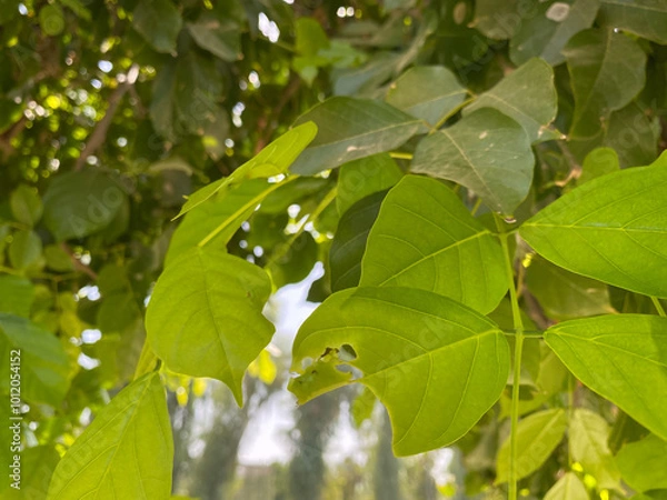Fototapeta green leaves on a tree