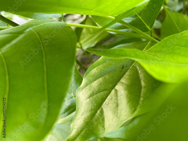 Fototapeta close up of green leaves