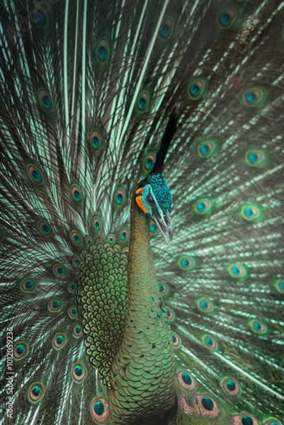 Fototapeta Beautiful and Majestic Close Up Peacock Displaying Its Colorful Tail Feathers in Full Glory Capturing the Elegance and Grace of This Stunning Bird