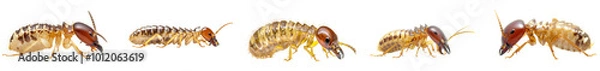 Obraz  Close-up of termite  in studio light, side view, isolated on transparent background, generative AI.