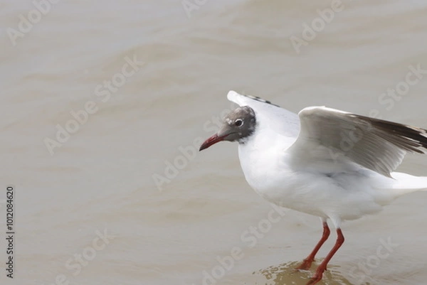 Fototapeta This photograph features a Brown-headed Gull in flight over the coastal waters of Odisha. With its distinctive brown head and white body, the gull gracefully soars above the ocean, 
