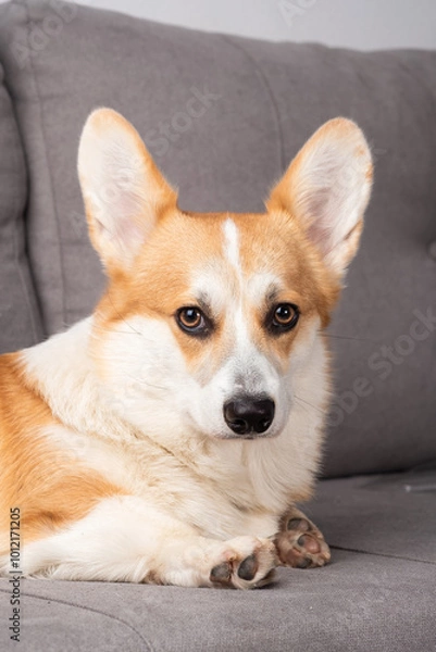 Obraz A small dog with a pink tongue is sitting on a couch