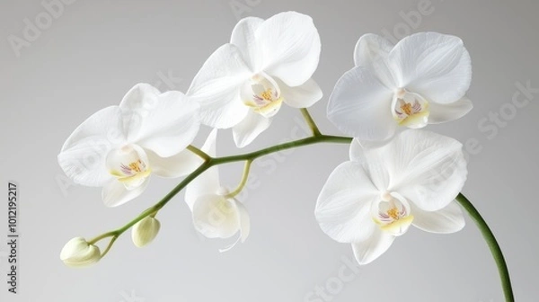 Obraz Elegant White Orchid with Lavender Accents - Detailed Macro Shot of Romantic Petals in Photorealistic Style