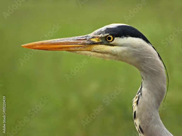 Fototapeta Portrait eines Graureihers (Ardea cinerea)
