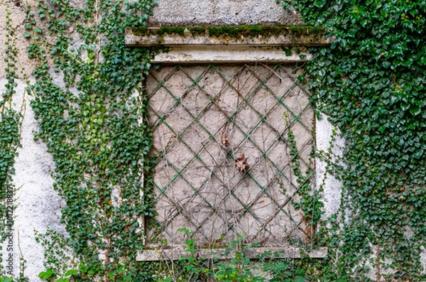 Fototapeta old window closed with green grass and plants around