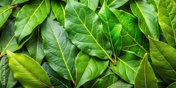 Fototapeta Fresh laurel leaves with vibrant green color for culinary use, garnishing, and aromatic purposes