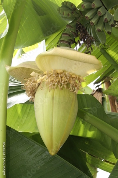 Obraz fleur de banannier