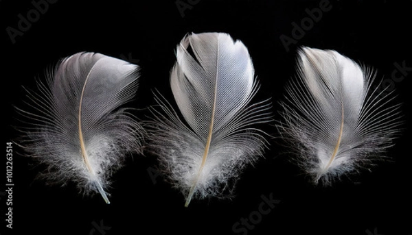 Fototapeta Three delicate white feathers floating gracefully against a black background, creating a striking contrast that highlights their lightness and elegance.