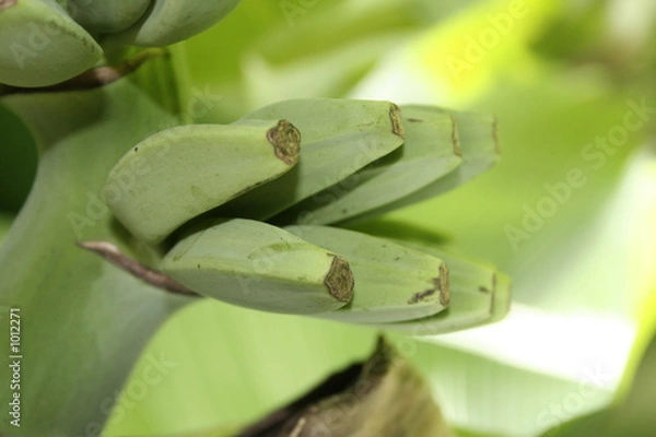 Obraz coeur de bannanier