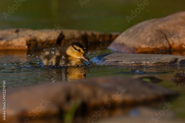 Obraz Mallard chick