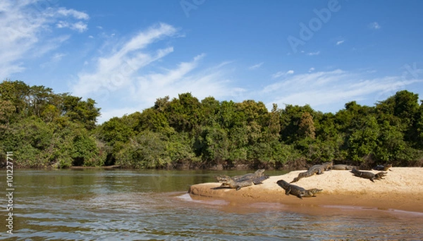 Obraz Crocodiles lying lazy on the shore of the Cuiaba river in the Pantanal in Brazil