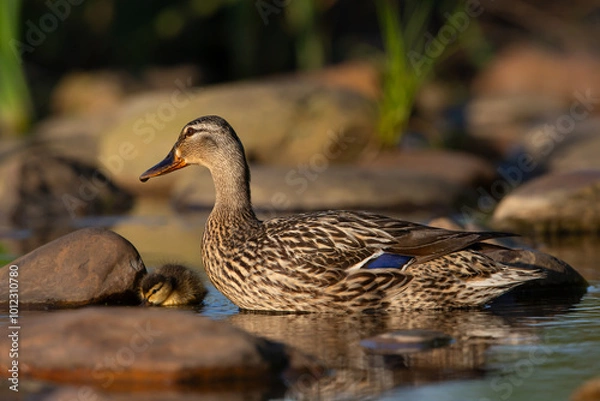 Obraz Mallard with chick