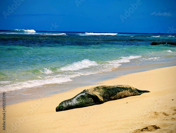 Fototapeta Monk seal resting on the golden sands at Makalei Beach, enjoying the warm sun and gentle ocean breeze during a tranquil day