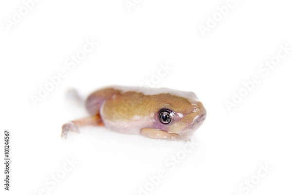 Obraz Waxy Monkey Leaf Frog on white background