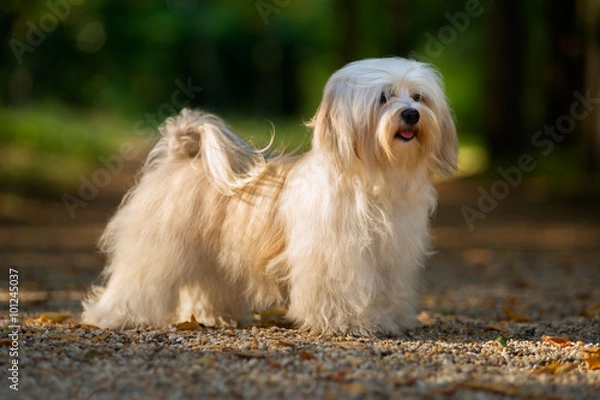 Fototapeta Beautiful young havanese dog is standing on a sunny forest path
