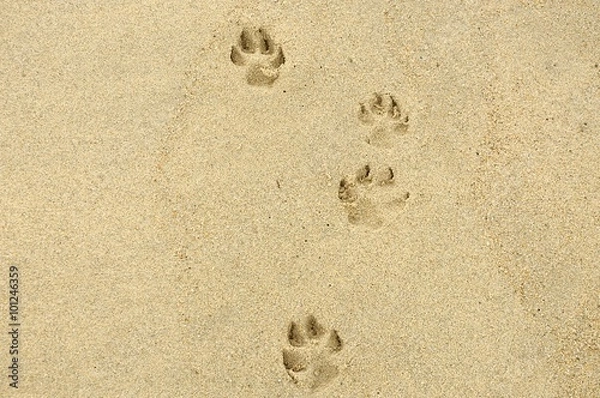 Obraz dog steps an footprints