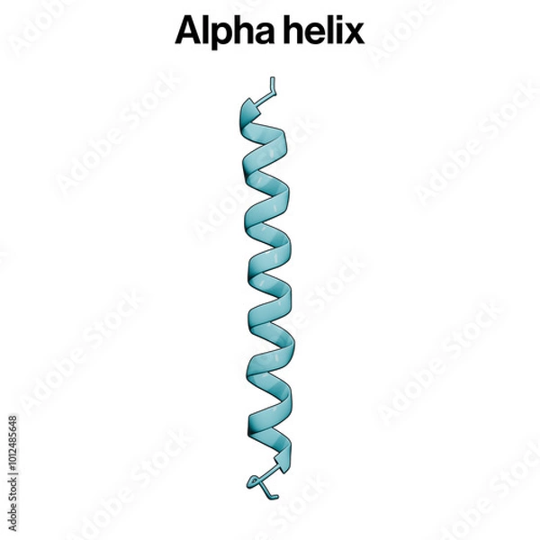 Fototapeta Alpha Helix Structure, Protein Secondary Structure, Biochemistry, Molecular Biology, Science Illustration