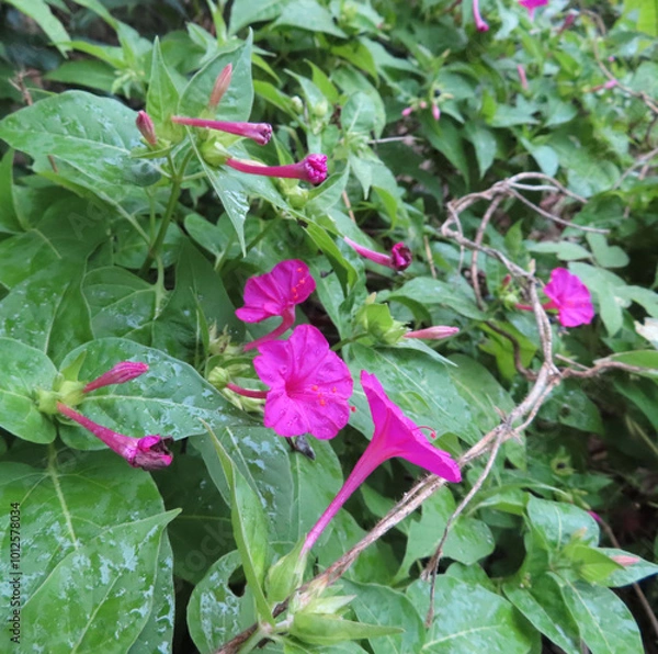 Fototapeta 日本で秋にオシロイバナが黄色い花を咲かせています