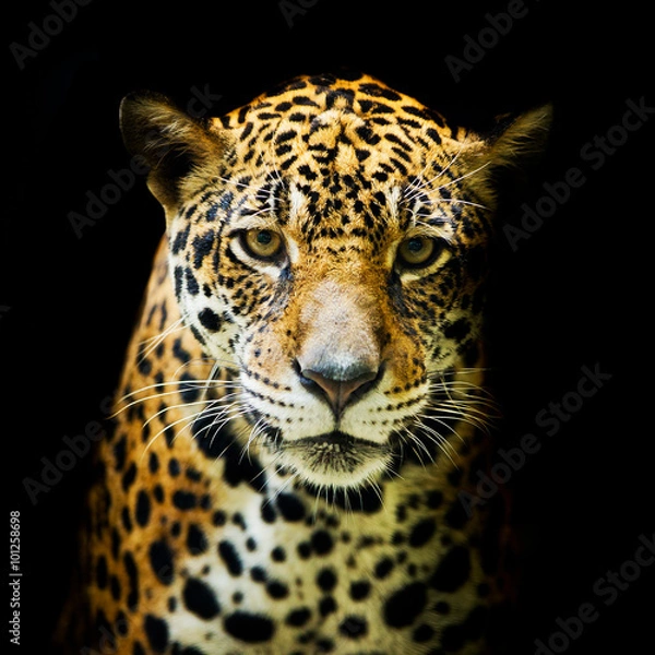 Fototapeta Leopard portrait